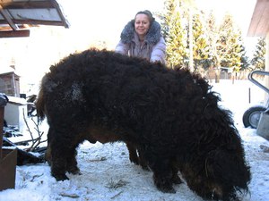 Преимущества псодержания породы