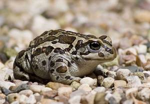 Монгольская жаба