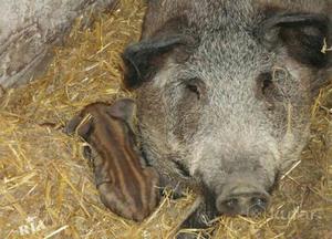 Продуктивность породы