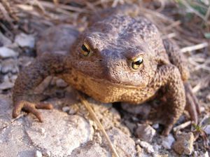 Апрельская жаба