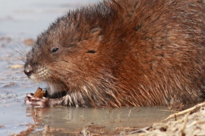 Выступающие наружу резцы придают ондатре сходство с бобром