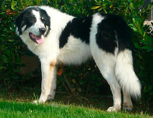 Греческая бело-черная овчарка 