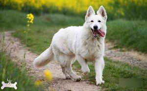 Милая швейцарская белая овчарка фото