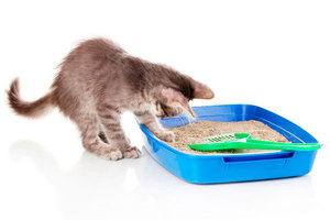 Котенок заходит в кошачий лоток