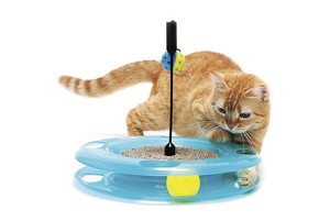 Кошачья забава