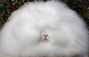 Основные виды пушистых кроликов