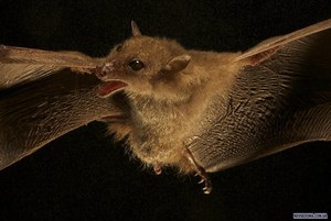 Виды летучих мышей: ареал обитания и рацион питания