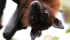 Где обитают летучие мыши