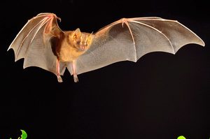 Где обитают летучие мыши