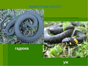 Отличия гадюки и ужа