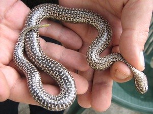 Какие отличия у ужа и гадюки