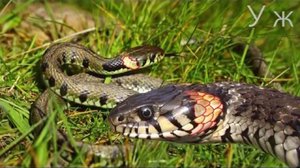 Уж и гадюка