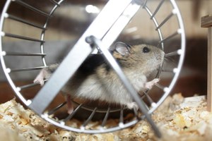 Характеристика породы хомяков