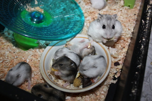 В чем особенность содержания хомяков