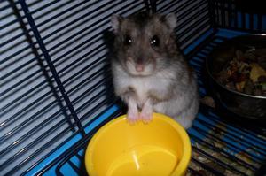 Уход за джунгарским хомяком: содержание, питание и советы