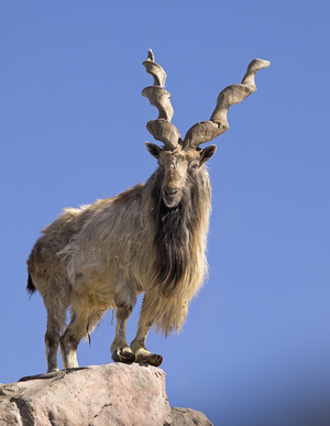 Горный мархур