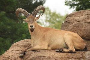 Тур западнокавказский