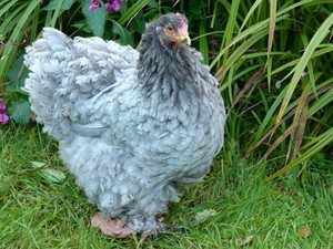 Порода голубой кохинхин