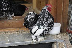  кохинхин карликовый