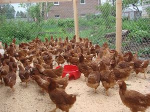 Как разводить кур