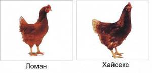 Внешность кур ломан браун