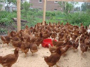 Куры породы ломан браун