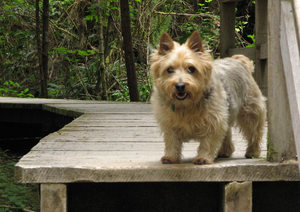 Норвич-терьер