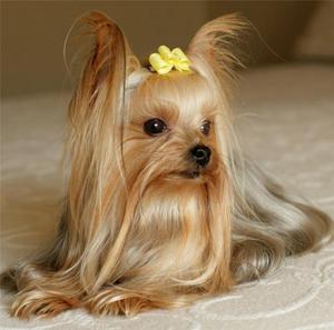 Йоркширский терьер