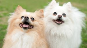 Порода Померанский шпиц