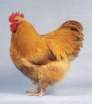 Палевый окрас