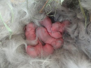 Новорожденные крольчата