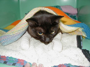 Почему удаляют когти