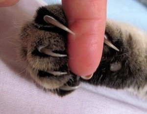 Удаление когтей у кошек