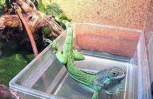 Уход за ящерицей дома