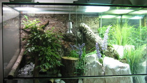 Террариум и его обитатели 