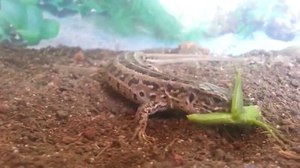 Что едят ящерицы