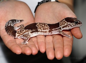 Ящерка в домашних условиях 