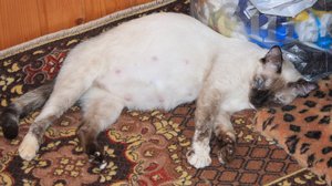 Как определить беременна ли кошка