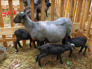 Какие на вид романовские овцы