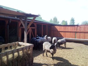 Питание романовских овец