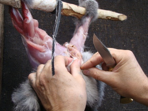 Гуманные методы забоя кролика