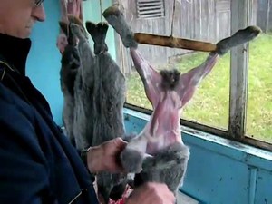Снятие шкуры с тушки кролика