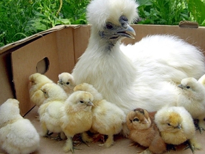 Китайская шелковая курица: разведение