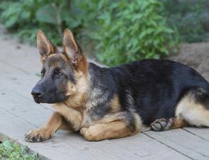 Масти овчарки