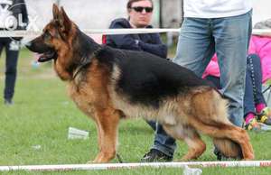 Чепрачный окрас овчарки