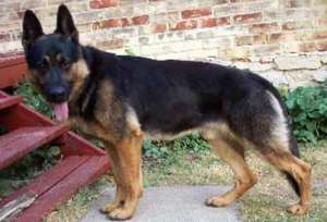 Немецкая овчарка