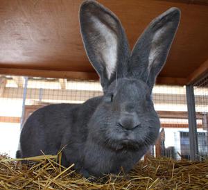 Особенности кроликов 