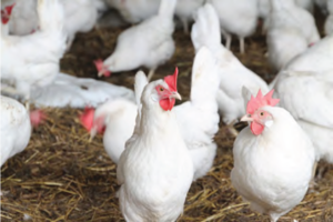 Порода кур Хайсекс белый