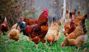 Порода кур Кучинская юбилейная