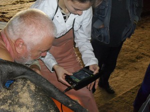 УЗИ коров для показания беременности